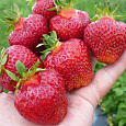 Земляника садовая Фейт