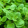 Мята душистая