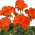 Пеларгония зональная Горизонт Оранж