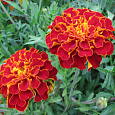 Бархатцы отклоненные махровые Ред черри