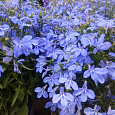 Лобелия Голубой бриз