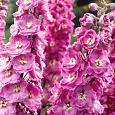 Дельфиниум (живокость) высокий Delphi's Pink Power