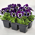 Виола крупноцветковая Экстрада Виолет Фэйс