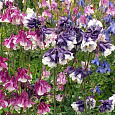 Аквилегия (Водосбор) Winky Double Mix