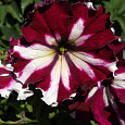 Петуния грандифлора Кан кан Арлекин Бургунди