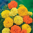 Бархатцы прямостоячие Русский Размер, смесь