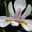 Ирис карликовый Lilly White Ирис карликовый Lilly White