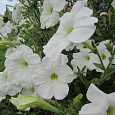 Петуния Белый шар