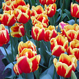 Тюльпан Триумф Denmark
