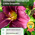 Лилейник гибридный Little Grapette