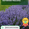 Котовник Фассена
