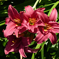 Лилейник гибридный Бурбон Кингз