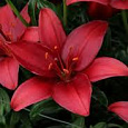 Лилия азиатская Навидад
