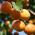 Абрикос обыкновенный Ульянихинский