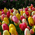 Тюльпан Триумф "Весенний фейерверк" смесь сортов