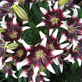 Лилия азиатская Танго Неттис Прайд