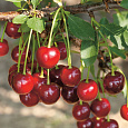 Вишня обыкновенная Изобильная