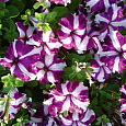 Петуния грандифлора Галактика F1 Вишневая