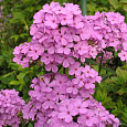 Флокс Метельчатый Hesperis Флокс Метельчатый Hesperis