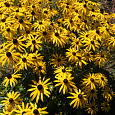 Рудбекия блестящая Гольдштурм