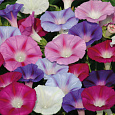 Петуния ампельная F1 Изи Вейв	Формула микс