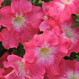 Петуния грандифлора Дримс Корал Морн