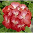 Пеларгония зональная Нано Скарлет Биколор