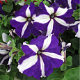Петуния грандифлора Тритуния Блю Стар