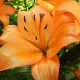 Лилия ЛА-гибрид Коралло Бич