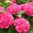 Гортензия крупнолистовая Мася Гортензия крупнолистовая Мася