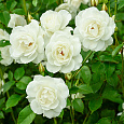 Роза флорибунда Айсберг
