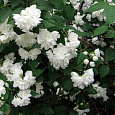 Жасмин садовый Арктика
