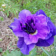 Ирис сибирский Каблуе Ирис сибирский Каблуе