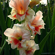 Гладиолус гибридный Blush