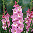 Гладиолус крупноцветковый Роял Датч