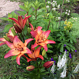Лилия азиатская Арсенал