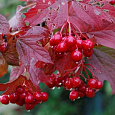 Калина красная Шукшинская