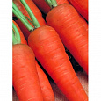Морковь Шантенэ Королевская