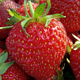 Земляника садовая Королева Елизавета