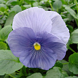 Виола крупноцветковая Селло Пьюр Лайт Блю