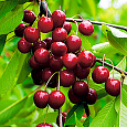 Вишня обыкновенная Изобильная
