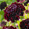 Скабиоза темно-пурпурная Бордовая