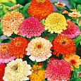 Цинния скабиозоцветковая Смесь окрасок