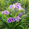 Ирис японский Кристал Хало Ирис японский Кристал Хало