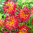 Георгина Полукактусовая Электрик Флеш