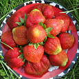 Земляника садовая Елизавета 2