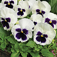 Виола крупноцветковая Инспайер Плюс Вайт Блотч