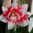 Амариллис махровый Элвас