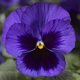 Виола крупноцветковая Экстрада Блю виз Блотч
