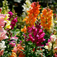 Львиный зев (Антирринум) обыкновенный Смесь